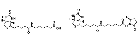 其它生物素-胺反应